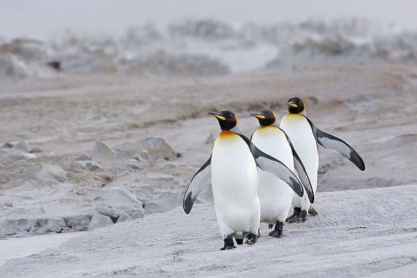 King Penguin (Aptenodytes patagonicus) group on beach, Volunteer Point, Falkland Islands