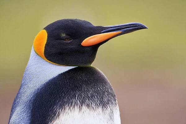 King Penguin (Aptenodytes patagonicus) with unusual markings, Volunteer Point, Falkland