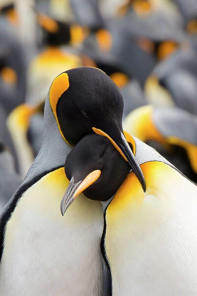 King penguin (Aptenodytes patagonicus) standing in a group, Falkland Islands, Volunteer Point
