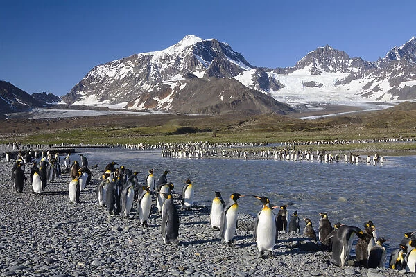 King Penguin (Aptenodytes patagonicus) colony, St Andrews Bay, South Georgia Island