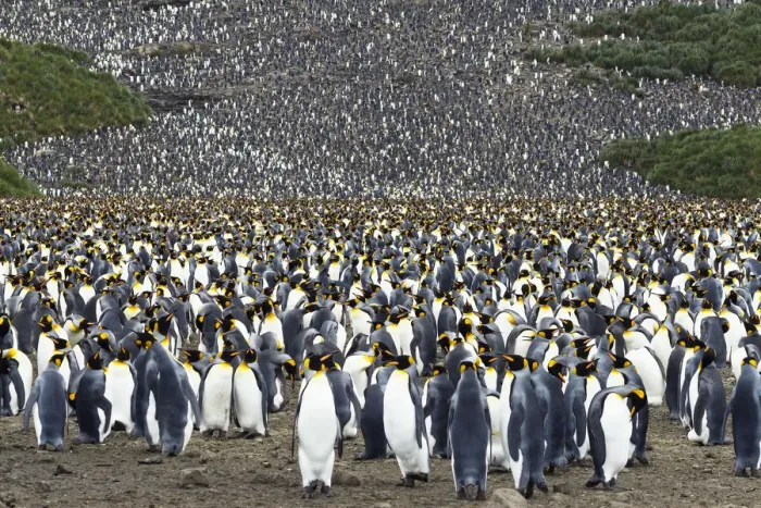 Framed Print : King Penguin (Aptenodytes patagonicus) colony, Salisbury Plain, South Georgia Island Framed Print : King Penguin (Aptenodytes patagonicus) colony, Salisbury Plain, South Georgia Island