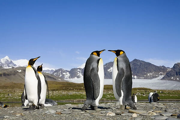 King Penguin (Aptenodytes patagonicus) group, St Andrews Bay, South Georgia Island