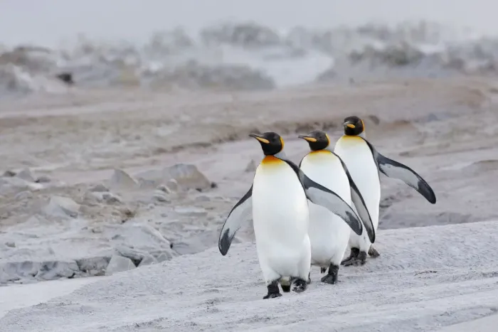 Framed Print : King Penguin (Aptenodytes patagonicus) group on beach, Volunteer Point, Falkland Islands Framed Print : King Penguin (Aptenodytes patagonicus) group on beach, Volunteer Point, Falkland Islands