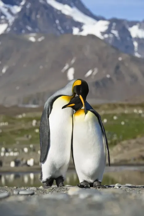 Framed Print : King Penguin (Aptenodytes patagonicus) pair courting, St Andrews Bay, South Georgia Framed Print : King Penguin (Aptenodytes patagonicus) pair courting, St Andrews Bay, South Georgia