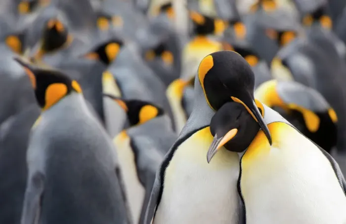 Framed Print : King penguin (Aptenodytes patagonicus) standing in a group, Falkland Islands, Volunteer Point Framed Print : King penguin (Aptenodytes patagonicus) standing in a group, Falkland Islands, Volunteer Point
