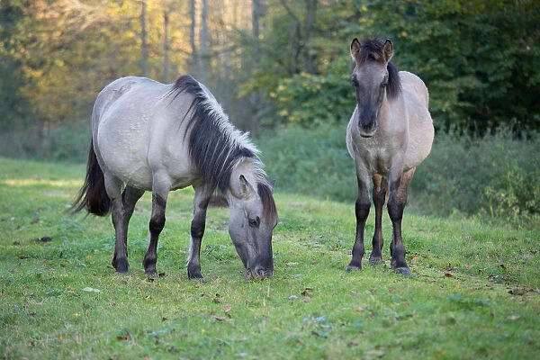 Konik Horse (Equus ferus caballus) mare and foal foraging, Horsterwold, Stille Kern