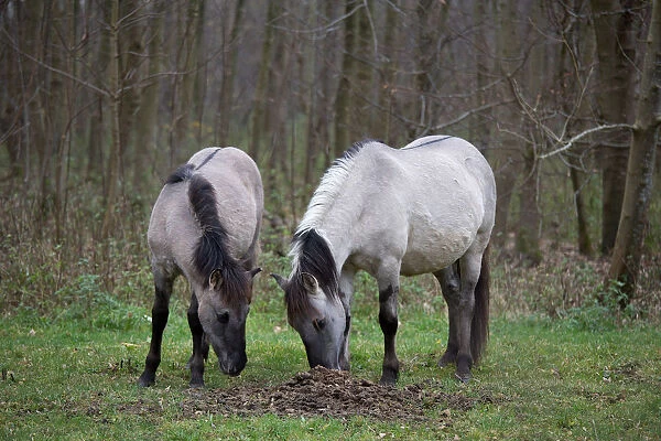 Konik Horse (Equus ferus caballus) mare and foal sniffing on a scent mark, Horsterwold