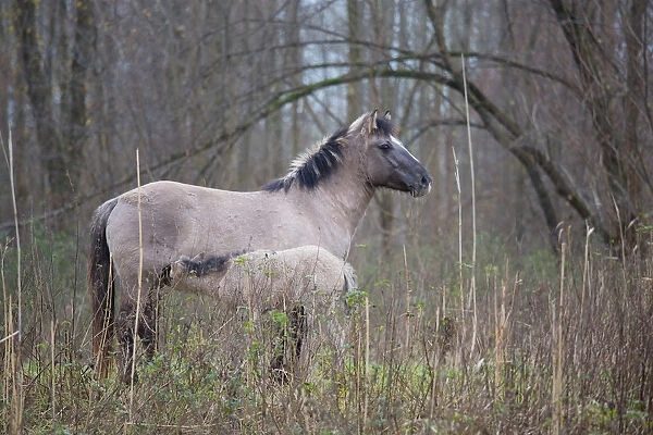 Konik Horse (Equus ferus caballus) mare suckling young foal, Horsterwold, Stille Kern