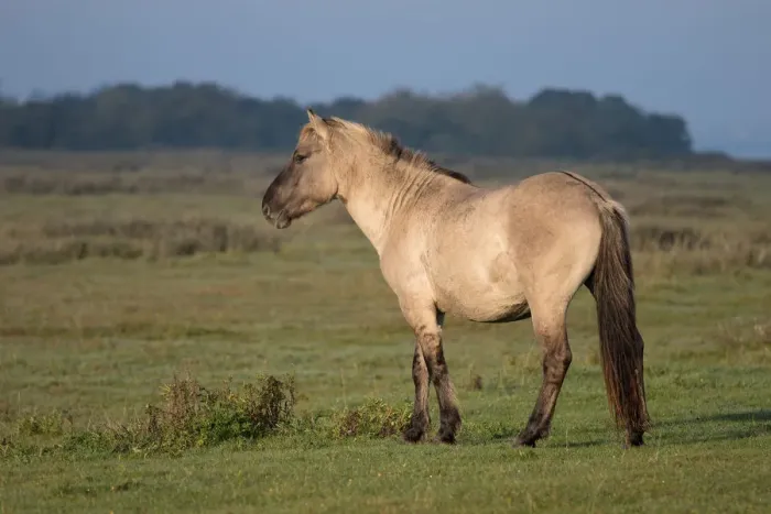 Framed Print : Konik horse (Equus ferus caballus) standing in landscape, Lauwersmeer, The Netherlands Framed Print : Konik horse (Equus ferus caballus) standing in landscape, Lauwersmeer, The Netherlands