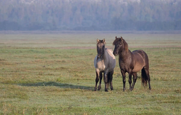 Two Konik horses (Equus ferus caballus) standing in landscape, Lauwersmeer, The
