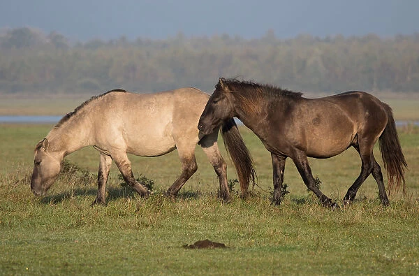 Two Konik horses (Equus ferus caballus) foraging, Lauwersmeer, The Netherlands