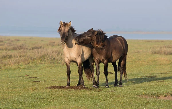 Two Konik horses (Equus ferus caballus) playing, Lauwersmeer, The Netherlands
