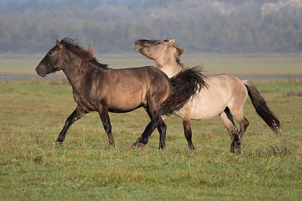 Two Konik horses (Equus ferus caballus) playing, Lauwersmeer, The Netherlands