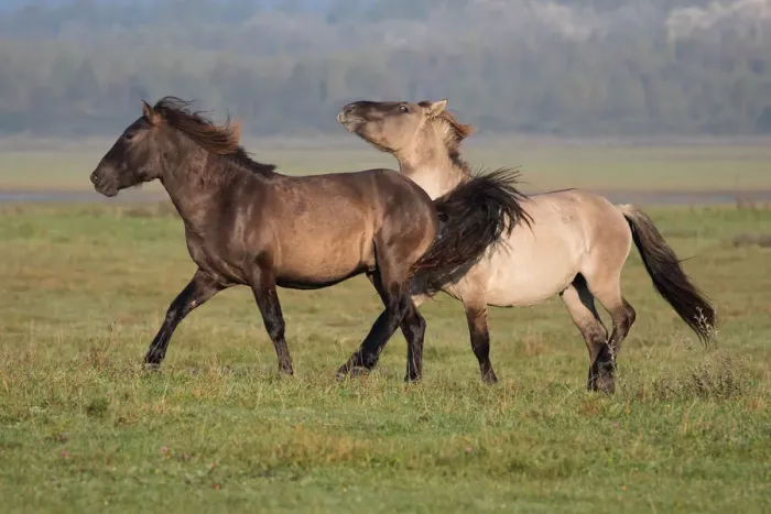 Framed Print : Two Konik horses (Equus ferus caballus) playing, Lauwersmeer, The Netherlands Framed Print : Two Konik horses (Equus ferus caballus) playing, Lauwersmeer, The Netherlands