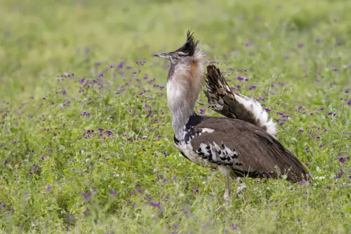Framed Print : Kori Bustard (Ardeotis kori) male in courtship display, Ngorongoro Conservation Area Framed Print : Kori Bustard (Ardeotis kori) male in courtship display, Ngorongoro Conservation Area