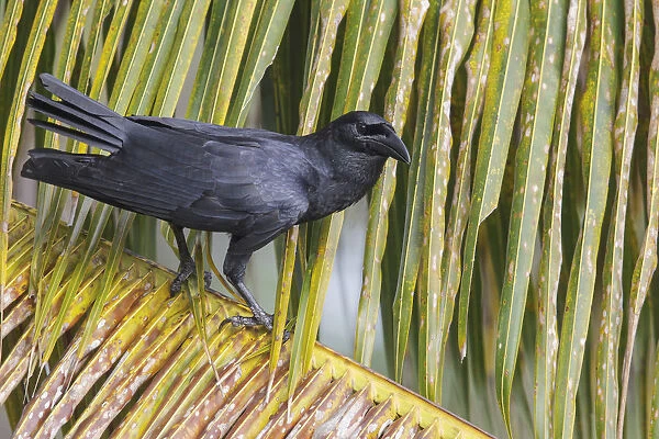 KubakraAzAaAhe (Corvus nasicus), Cuba