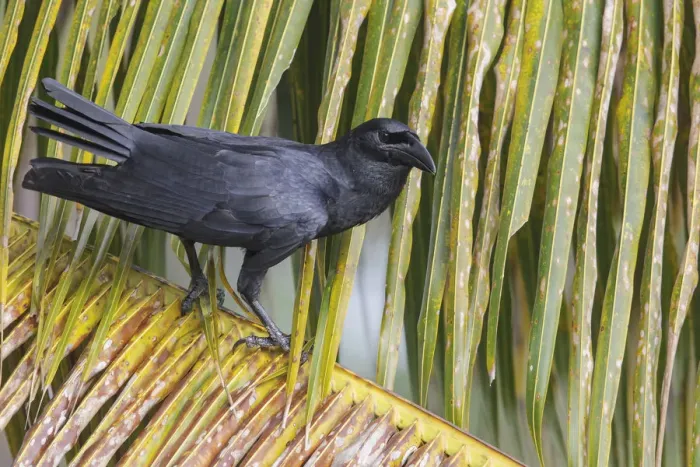 Framed Print : KubakraAzAaAhe (Corvus nasicus), Cuba Framed Print : KubakraAzAaAhe (Corvus nasicus), Cuba