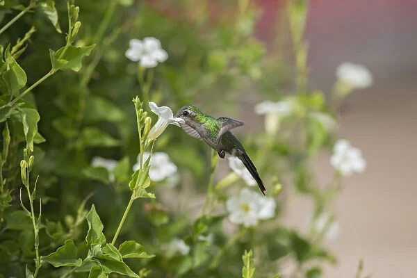 Kubasmaragdkolibri (Chlorostilbon ricordii) female flying and feeding at a flower, Cuba