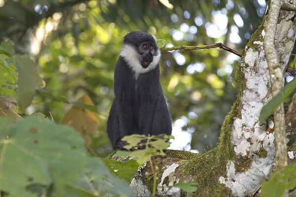 L Hoests Monkey (Cercopithecus lhoesti) sitting on tree trunk, Bigodi Wetland Sanctuary, Uganda