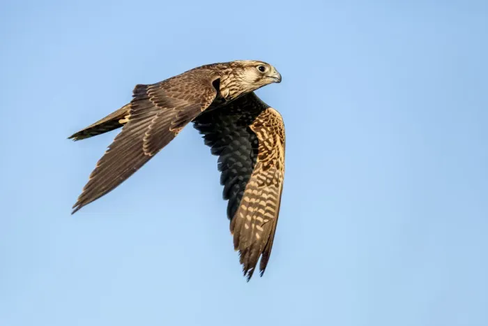 Framed Print : Lanner Falcon (Falco Biarmicus) male, in flight, Gelderland, the Netherlands Framed Print : Lanner Falcon (Falco Biarmicus) male, in flight, Gelderland, the Netherlands