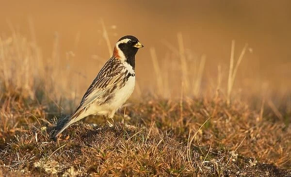 Lapland Bunting (Calcarius Lapponicus), on the tundra, North Slope, Point Barrow, Alaska, United States