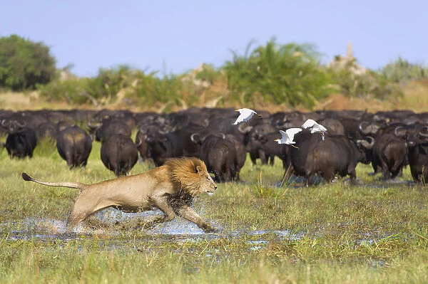 A large male Lion (Panthera leo) charges at a herd of African Buffalo (Syncerus caffer