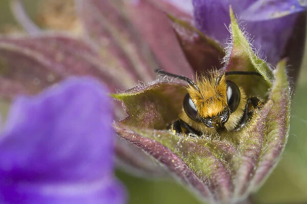Leafcutter Bee (Megachile centuncularis) male sleeping in flower, Den Helder