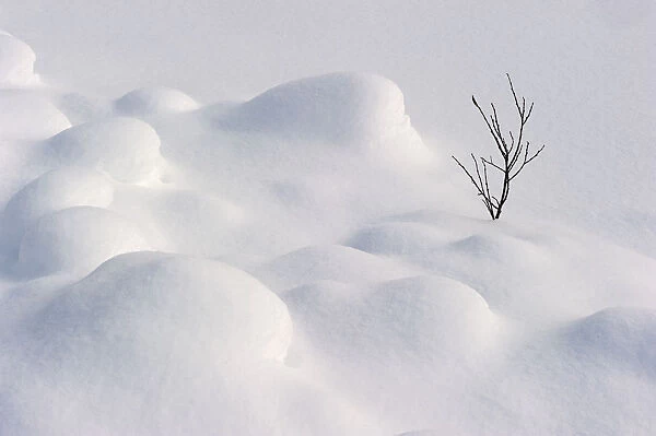 Leafless winter shrub in snow, Banff National Park, Alberta, Canada