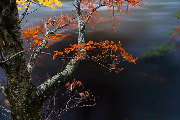 The last leaves over the river, Perthshire, Scotland