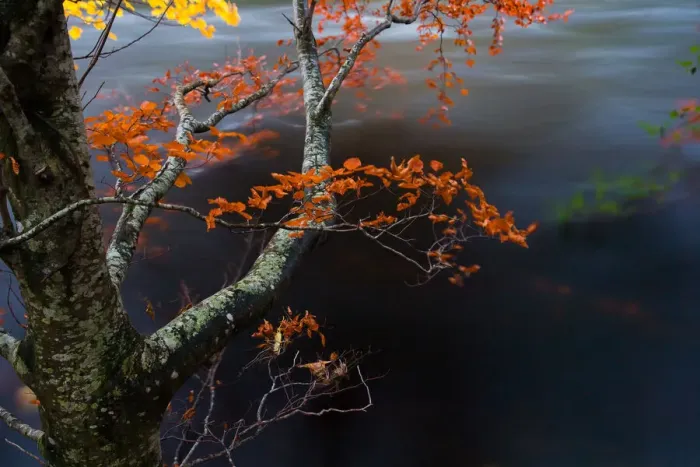 Framed Print : The last leaves over the river, Perthshire, Scotland Framed Print : The last leaves over the river, Perthshire, Scotland