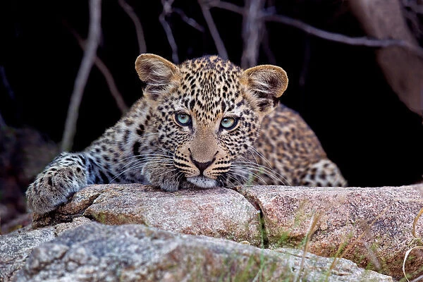 A Leopard (Panthera padrus) cub lying on stone, Limpopo, South Africa