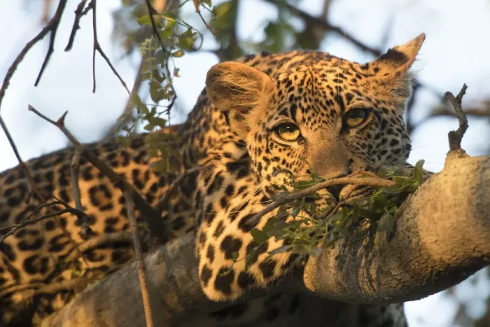 Framed Print : Leopard (Panthera pardus) adult resting on tree branch, Londolozi Game Reserve Framed Print : Leopard (Panthera pardus) adult resting on tree branch, Londolozi Game Reserve