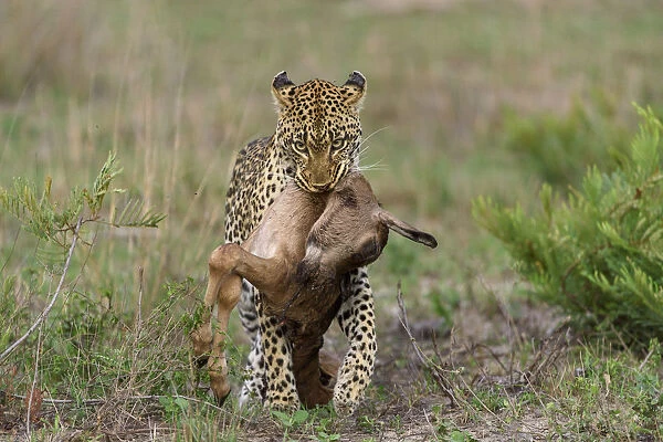 Leopard (Panthera pardus) carrying Bontebok (Damaliscus pygargus) calf prey, Londolozi