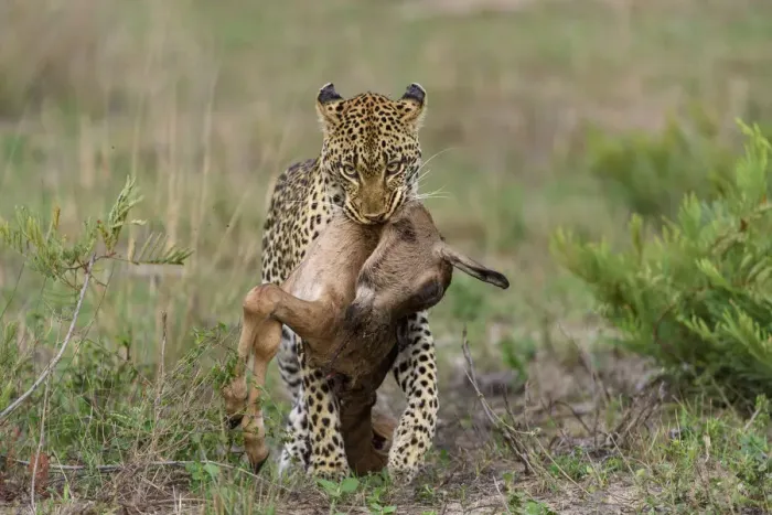 Framed Print : Leopard (Panthera pardus) carrying Bontebok (Damaliscus pygargus) calf prey, Londolozi Framed Print : Leopard (Panthera pardus) carrying Bontebok (Damaliscus pygargus) calf prey, Londolozi