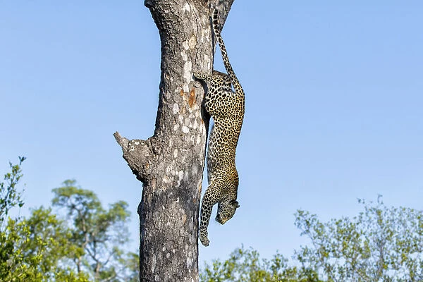 Leopard (Panthera pardus) coming down a tree very fast in Sabi Sands Private Game Reserve