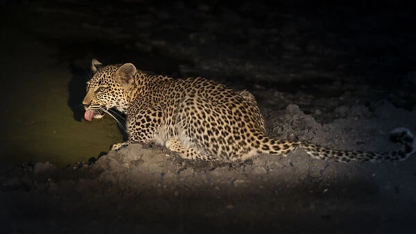 Leopard (Panthera pardus) cub drinking water at night, Okavango Delta, Botswana