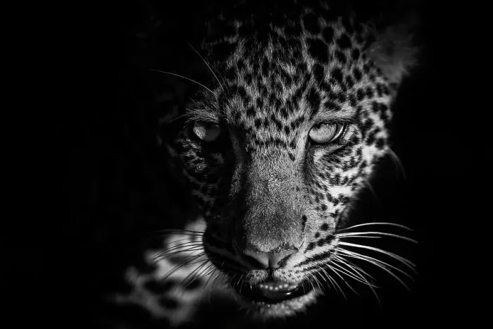 Framed Print : Leopard (Panthera pardus) cub portrait in close up, Maasai Mara National Reserve, Rift Valley Province, Kenya Framed Print : Leopard (Panthera pardus) cub portrait in close up, Maasai Mara National Reserve, Rift Valley Province, Kenya