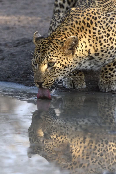Leopard (Panthera pardus) drinking, Londolozi, Sabi-sands Game Reserve, South Africa