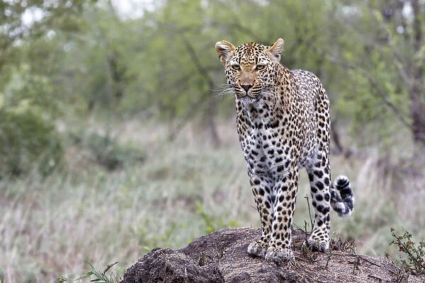 Leopard ( Panthera pardus ) female on an anthill in Sabi Sands Game Reserve