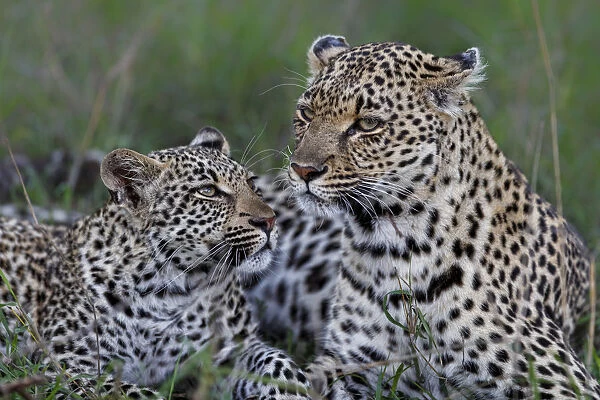 Leopard ( Panthera pardus ) female with her cub in Sabi Sands Game Reserve