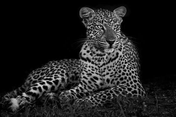 Leopard (Panthera pardus) female in the dark, Sabi Sands Private Game Reserve, Mpumalanga