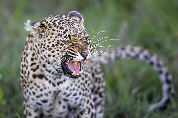 Leopard (Panthera pardus) female growling, Sabi Sands Game Reserve, Mpumalanga
