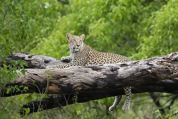 Leopard (Panthera pardus) female laying on fallen tree trunk, Okavango Delta, Botswana