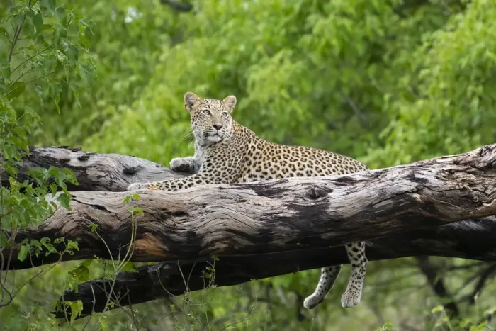 Framed Print : Leopard (Panthera pardus) female laying on fallen tree trunk, Okavango Delta, Botswana Framed Print : Leopard (Panthera pardus) female laying on fallen tree trunk, Okavango Delta, Botswana