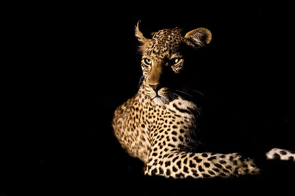Leopard (Panthera pardus) female resting in the spotlight, peering through the dark