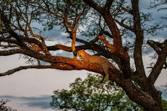 Framed Print : Leopard (Panthera pardus) female resting in a tree just before dark Framed Print : Leopard (Panthera pardus) female resting in a tree just before dark