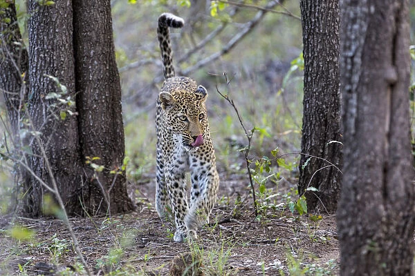 Leopard (Panthera pardus) female walking in woodland, Sabi Sands Game Reserve, Mpumalanga