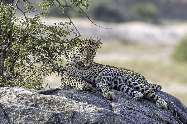 Leopard (Panthera pardus) laying on a rock, Mpumalanga, South-Africa