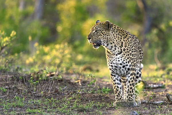 Leopard (Panthera pardus), Londolozi, Sabi-sands Game Reserve, South Africa