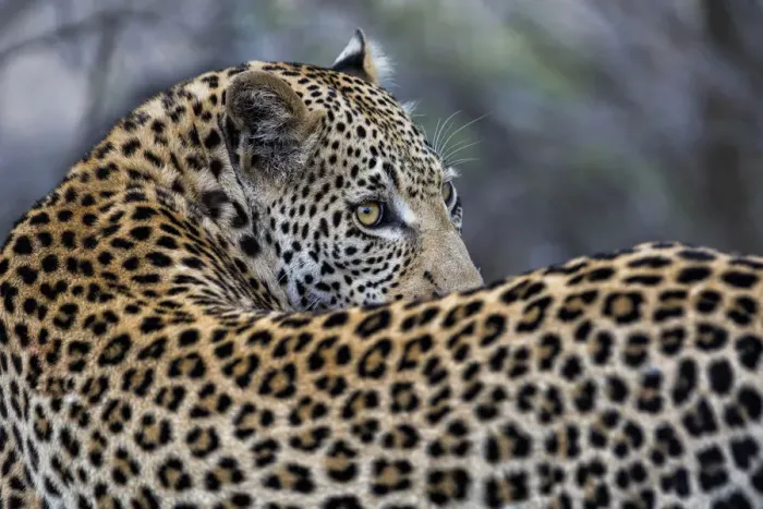 Framed Print : Leopard (Panthera pardus) looking over his shoulder, Sabi Sands GR, Mpumalanga, South Framed Print : Leopard (Panthera pardus) looking over his shoulder, Sabi Sands GR, Mpumalanga, South
